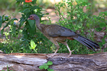 photo of a bird (Chaco Chachalaca) walking peacefully under a tree. Mato Grosso do Sul, Brazil. Brazilian Pantanal