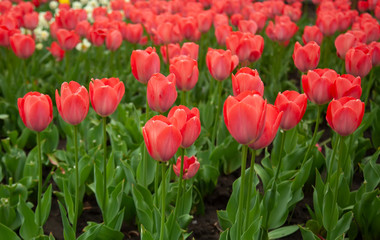 Obraz premium Spring backround. Red tulips on a green.