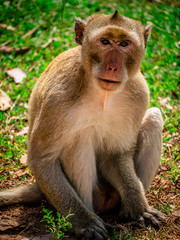 Cute Monkey sitting