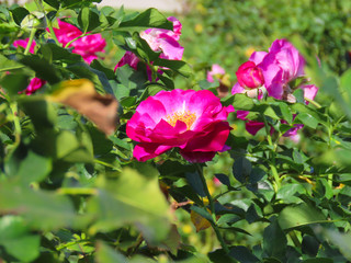Pink roses with a green background