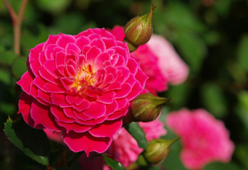 Pink roses with a green background