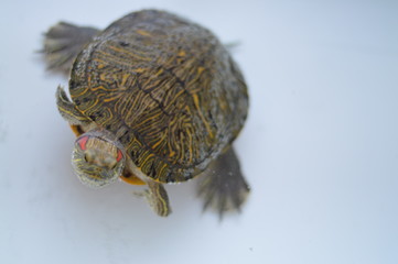 Rubella turtle in aquarium