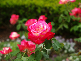 Pink roses with a green background