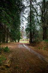 Trees and the Wawona