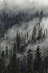 Yosemite trees with clouds moving past them