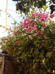  Flowering plants in the garden