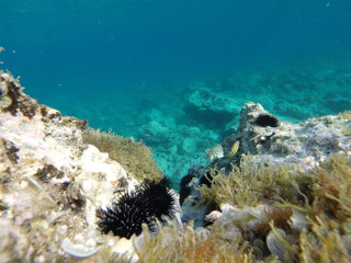 Beautiful sea and sea urchins