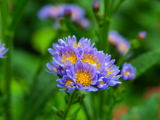 Obraz premium Purple flowers with a green background