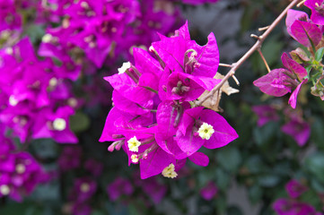 Detail of a bougainvillea branch full of violet flowers