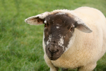 cute white sheep looking at the camera on a green meadow