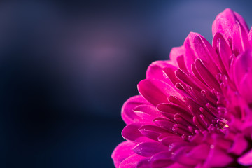 A chrysanthemum flower with selective focus on soft blurred background with copy space for text for mothers day or postcard.