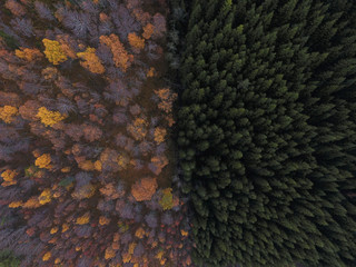 Obraz na płótnie Canvas lichen on rock