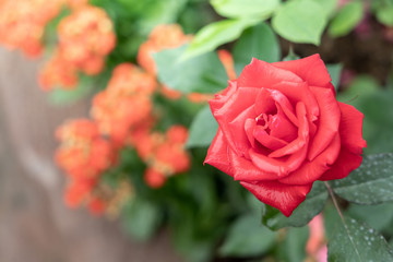 Roses in the garden