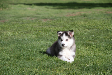 husky cachorro tirado en el cesped