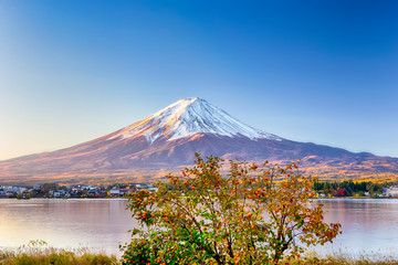 Fototapeta premium Unique Japan Travel Destinations. Recognizable Fuji Mountain At Kawaguchiko Lake in Japan.With Tangerine Tree in Foregound. Picture Taken At Fall.