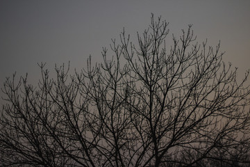 silhouette of a tree