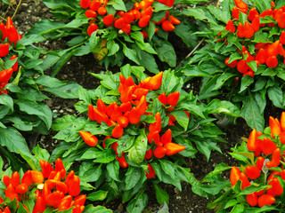 Obraz na płótnie Canvas Red flower with a green background