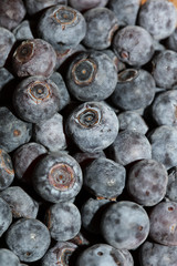 Wild blue berries macro background high quality prints