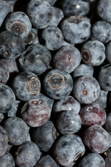 Wild blue berries macro background high quality prints