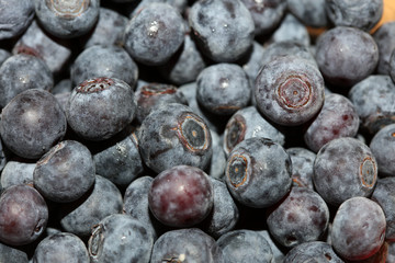 Wild blue berries macro background high quality prints