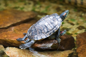 Pair of Turtles Copulating indoors in Water Basin