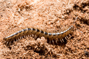 Macro photo of a centipede on a fallen and rotten brown log
