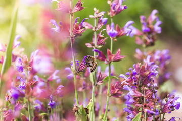 bee collects nectar Salvia pratensis, meadow clary or meadow sage purple flowers. Collection of herbs. Medicines from medicinal plants. concept Medicine