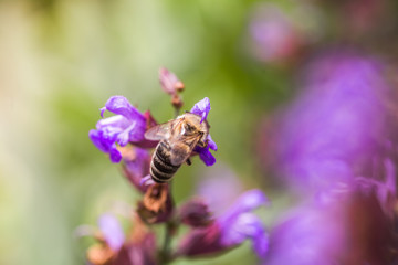 bee collects nectar Salvia pratensis, meadow clary or meadow sage purple flowers. Collection of herbs. Medicines from medicinal plants. concept Medicine