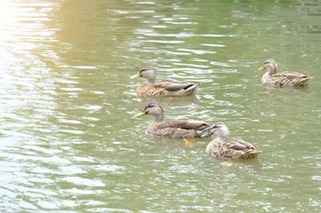 duck swimming on the lake, New Zealand
