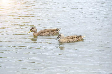 duck swimming on the lake, New Zealand
