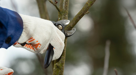 Seasonal garden work. Pruning tree branches using secateurs.