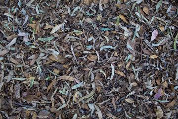 green tea leaves on soil background