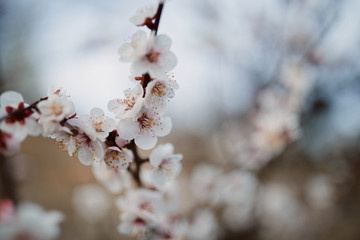 Plum trees blossoming in Kanazawa, Japan