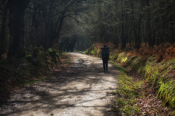 Obraz premium a young pilgrim seen from behind walks on her route along the Camino de Santiago