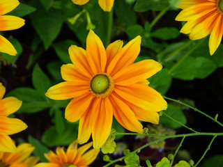 Yellow flowers with a green background