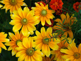 Yellow flowers with a green background