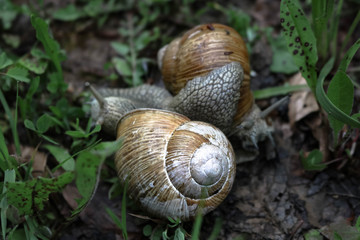 snails on the grass