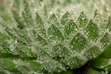 green leaf with water drops
