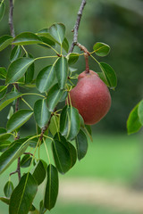 Fresh and juicy organic red pears hanging on a tree.