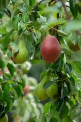 Fresh and juicy organic red pears hanging on a tree.
