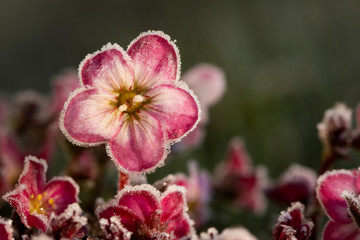 frosty pink flower 