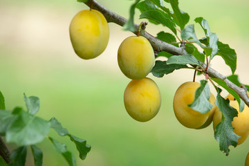 Fresh and juicy organic yellow plums hanging on a tree.