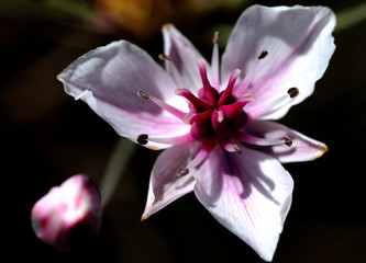 violet on white flower on black background