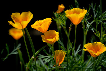 yellow tulips in the garden