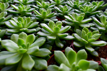 Fototapeta premium green succulent cactus 