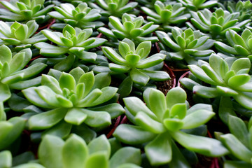 Fototapeta premium green succulent cactus 