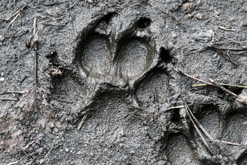 Imprint of a dog's paw in the moist ground, trace. Close-up, macro shot.