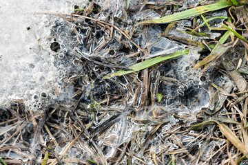 Thin ice melts in the field, texture, green and dried grass among the ice, macro shot.