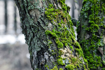 Tree trunk in the forest, covered with green moss and lichen, close-up with a blurred background.