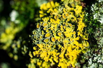 Bright yellow-green lichen Xanthoria parietina on tree bark, close-up, macro shot with blurry background.
